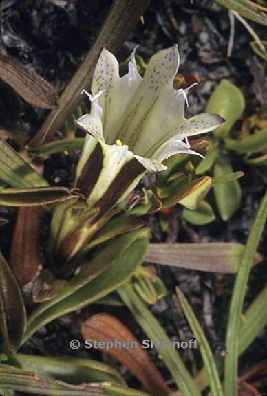 gentiana newberryi var tiogana 2 graphic